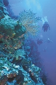 Bunaken Diving