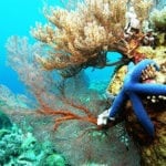 Takabonerate Diving