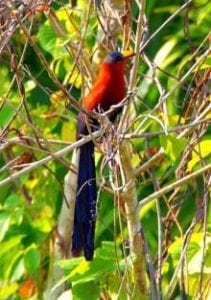 Tangkoko Birding Malcoha