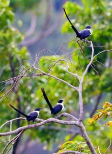 Tangkoko Birding Tour