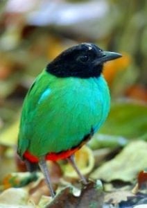Tangkoko Bird Pitta