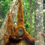 Orangutan Tour Tanjung Puting
