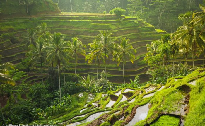 Tegalalang Rice Fields Bali