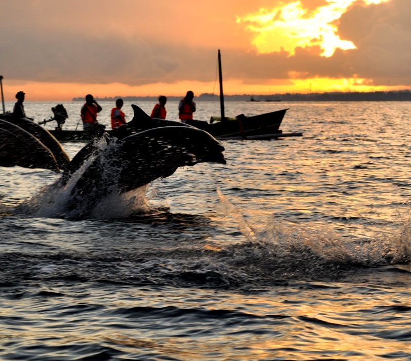 Bali Sunrise Dolphin Tour