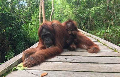 Orangutan Tour Borneo