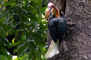 Red-Knobbed Sulawesi Hornbill