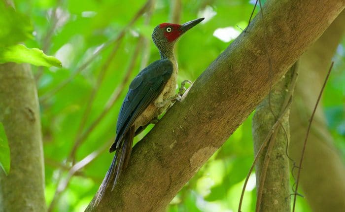 Ashy Woodpecker Sulawesi