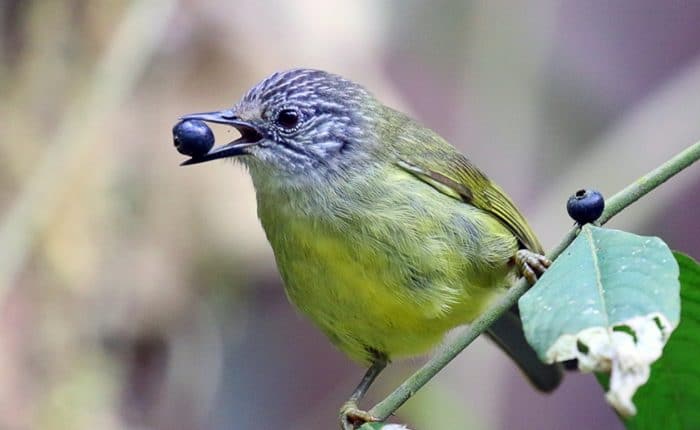 Sulawesi Birding