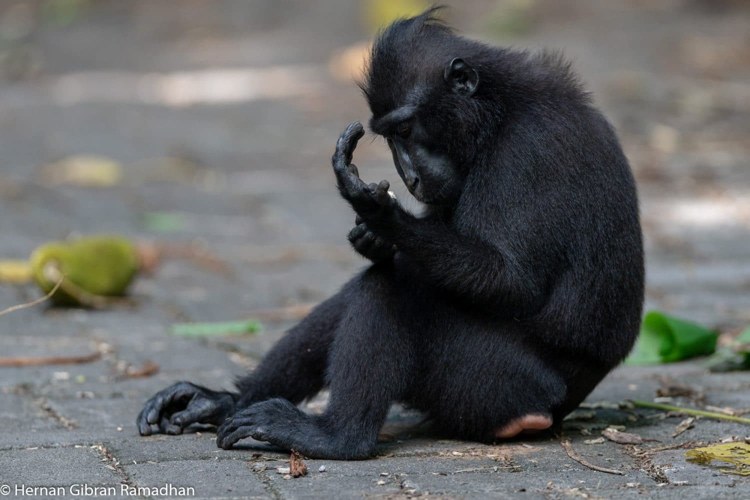 Black Macaque Tangkoko