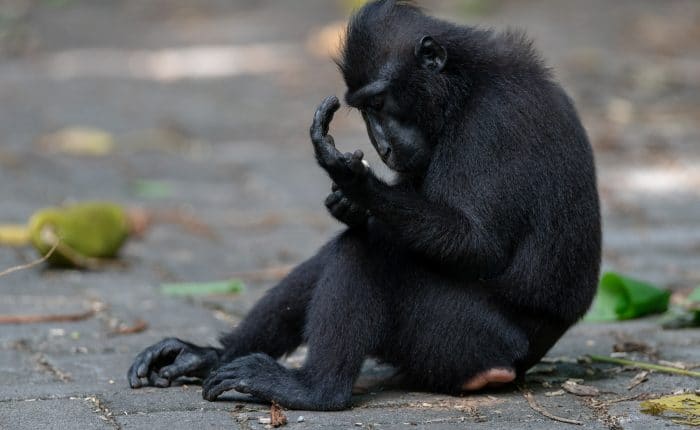 Black Macaque Tangkoko