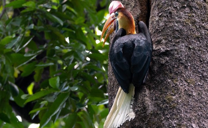 Sulawesi Hornbill